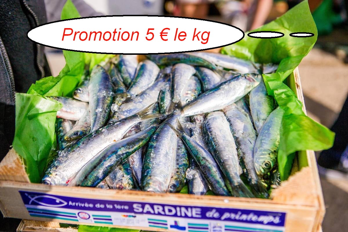 Sardine en Promotion
